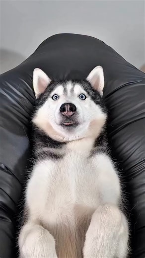 Husky | Asmr | dental care and relaxation before bed of Moca Repost from @mocathehuskyy • #husky #dog #mocathehusky #asmr #relaxing | Instagram