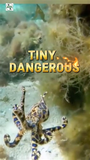 Small, beautiful, and extremely dangerous #ocean #octopus #wildlife #animalfacts #nature
