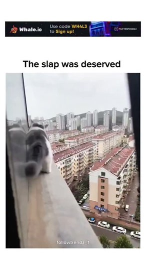 TrendsOnly | The post features a video of a person rescuing a cat dangling dangerously from an open high-rise window before lightly slapping its rear... | Instagram