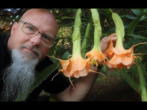 Amazing Angel Trumpet Flowers Brugmansia FULL HD