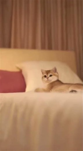 Kitten Attempts EPIC Jump… and FLOPS 😂😹 | Too Cute!