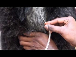 Collecting blood from sheep