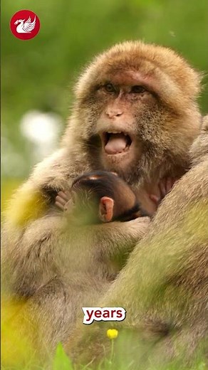 Award-winning monkey forest announces birth of four Barbary macaques