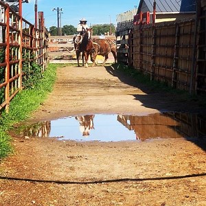 1.3M views · 19K reactions | It’s a gorgeous day in the Fort Worth Stockyards National Historic District. The Fort Worth Herd steers took the opportunity to dance in the puddles. #visitfortworth #puddle #texan #ilovetexas | Fort Worth Herd | Facebook