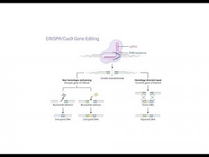 CRISPR-Cas9 Genome Editing Workflow