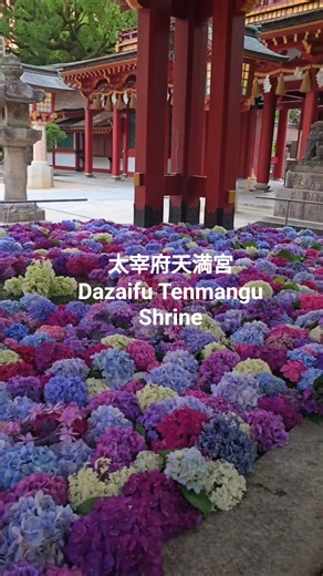 【太宰府天満宮の花手水💐】#fukuoka #福岡旅行 #福岡観光 #福岡市