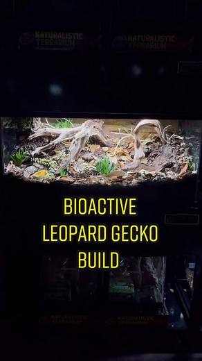 Bioactive Leopard Gecko Build #everevolvingexotics #reptileshop #tucson #arizona #bioactive #leopardgeckos #livingvivarium #haworthia #geckotok #succulents #isopods