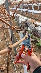 grapes vine tree pruning #satisfying #pruning #shorts