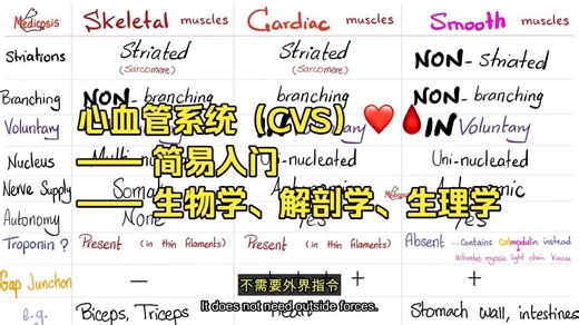 4.心血管系统（CVS）❤️🩸—— 简易入门 —— 生物学、解剖学、生理学（中英文双语版）