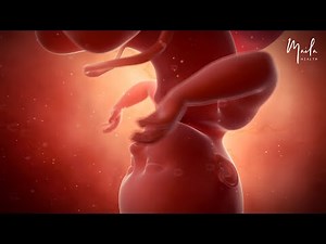 34 Weeks of Pregnancy | Third Trimester | Fetal Stage