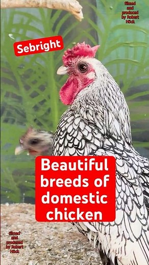 Beautiful breeds of domestic chicken from tiny Sebright and Serama to big Orpingtons #farmlife