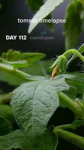 Tomato Plant Growing Timelapse