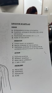 LEVATOR SCAPULAEORIGINA. SUPRASPINOUS FOSSA OF SCAPULAB. CL... | Filo