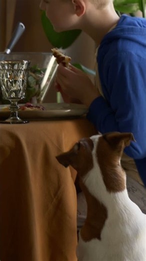 Why Your Puppy Begs For Food (And How To Fix It)