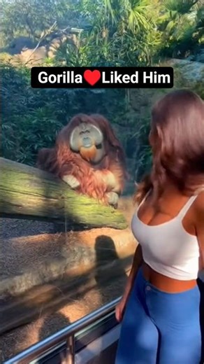 Gorilla Flirts With Women at the Zoo