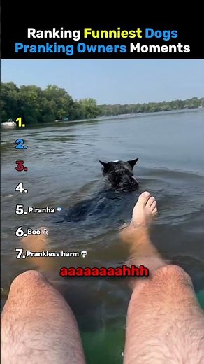 Ranking Funniest Dogs Pranking Owners Moments 😂