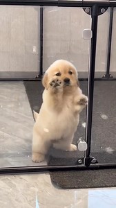 3.9K views · 402 reactions | Let me out  | Dog lover | Facebook