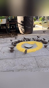 194K views · 3.5K reactions | Too crowded | Feel the Birds | Facebook