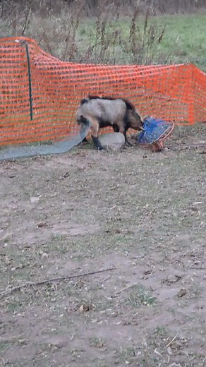 We were using this basketball hoop as a hay net on the back of the barn for the horses. It is no longer attached to the barn nor holding hay.... | IronHorse Ranch