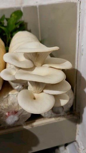 65 reactions · 26 comments | Ready to grow your own fresh, delicious white oyster mushrooms at home? ✨ With this easy-to-use grow kit, you can enjoy organic mushrooms right from your kitchen! Perfect for beginners and mushroom lovers alike. ‍ Watch my video to see the process step by step! #GrowYourOwn #WhiteOysterMushrooms #HomeGrownGoodness | JAKEE Mushroom Haus | Facebook