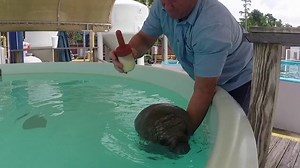 This manatee came to SeaWorld in 2014 after being rescued as an orphan by the U.S. Fish and Wildlife Service Today, we know her as Blanche and she has a great story! Let's see how she's doing: | SeaWorld