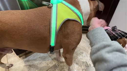 9.5K views · 1.4K reactions | Good Wednesday Morning 1/10/24!! OMD!! MY Mom bought ME this lighted harness for Fetchumup in the dark!! Now she just needs to get out of bed earlier or fix MY breakfast faster so you can see it work!! The BIG rains are coming today so a quick walkie and then hanging in the office!! Everyone have a GREAT Wednesday!! | Brewster | Facebook