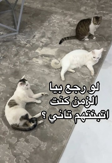 صور قطط كيوت وصوتها المذهل!