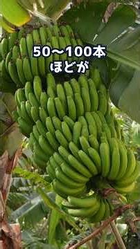 How do seedless bananas reproduce?