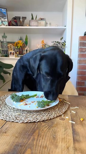 Like a big piece of pie. •⁣⁣⁣⁣⁣⁣⁣⁣⁣⁣⁣⁣⁣⁣⁣⁣⁣⁣⁣⁣⁣⁣⁣⁣⁣⁣⁣⁣⁣⁣⁣⁣⁣⁣⁣⁣⁣⁣⁣⁣⁣⁣ 🎥 @zeusandroot #labradorretriever #labrador | Labrador Retriever