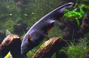 Black Ghost Fish: Profile, Facts, Traits, Range, Diet, Size, Prey - SeaFish