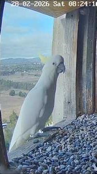 Cockatoo visit the falcon nest #diamond #birds #nest #wildlife #gimbir #falcon #falconcam #cockatoo