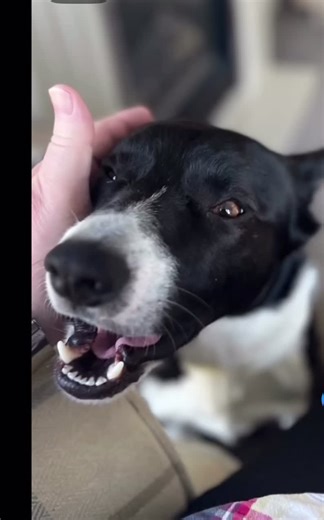 Can you feel Barney’s Love?