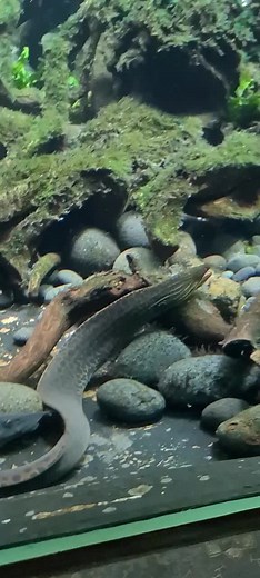 Irfan Hakim's Super Mega Tank - Ultimate Aquatic Marvel