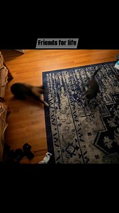 25 reactions | The new kitten is getting along great with Fluffy. #kitten #cat #bonding | Kim Fox Walker | Facebook