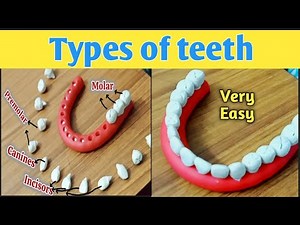 Types of Teeth 3d Model | Very Easy Human Teeth model using Clay| how to make teeth