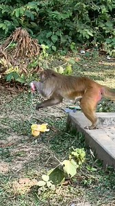 The monkey is running with food😂😁 . . . . . . . . . . . . #LaughWithAnimals #Monkeyfunny #monkeyrun | Laugh with Animals