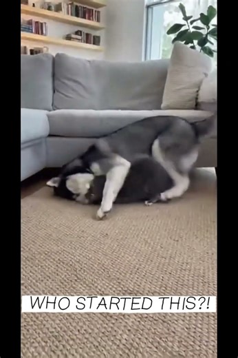WHO STARTED THIS?! Husky vs Cat Play Fight 😳🐶🐱