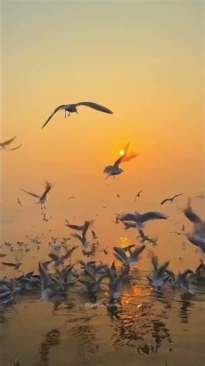 “Sunset by the Sea | Relaxing Ocean Waves & Seagull Sounds”#sunset#oceansunset#seabirds#seagulls