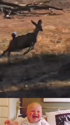 Fearless leopard attack in broad Daylight 🔥 | Animal fighting | #animals #shorts