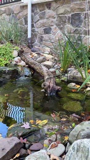 Perfect Backyard Turtle Pond #PondBuild #PetTurtle #shorts