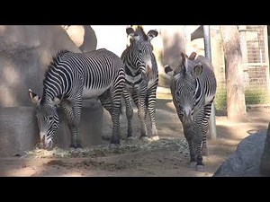 Zebra Harem & Reproduction Highly Social Bachelor Males Huddle Together San Diego Zoo California USA