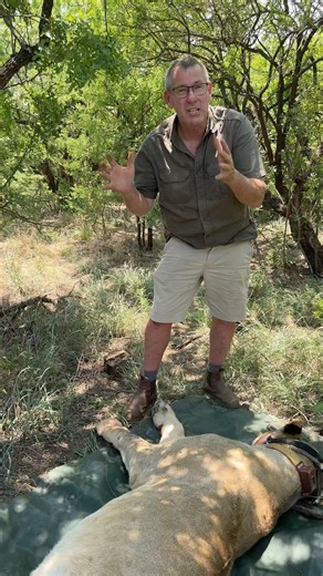 4.7K views · 174 reactions | The conservation of big cats is challenging - but so important to ensure the future of this species! | Ivan Carter | Facebook