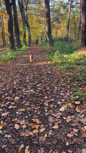 1.3K views · 89 reactions | Tja, weil ich es kann 來#welshterriers | HollyWoodys Welsh Terrier | Facebook