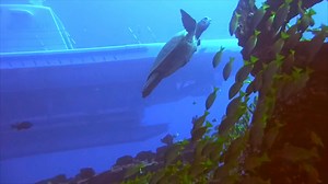 See the beautiful underwater world of Hawaii with Atlantis Submarines Waikiki! 🐟😲🐢 Learn more: http://bit.ly/AtlantisWaikiki | Experience Hawaii Media