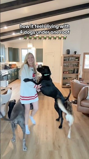 how it feels living with 4 dogs under one roof 🐎🐎🐎🐎🐎🐎🐎🐎🐎#dogmom #lifewithdogs