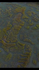 Let's talk about salt marsh! Here are some cool salt marsh facts you...