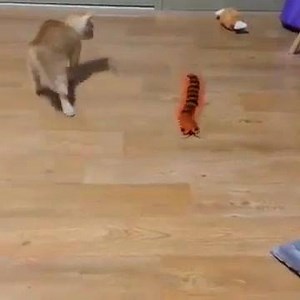 Does Your Cat/Dog Need a New Toy? Comment "YES!" Below! This Is The Funniest Toy You Will Ever Find! Limited Stock Available Fast Shipping! GET YOURS AT👉👉http://bit.ly/2pTDdHp | Pet Ninja