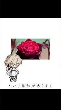 青いバラの花言葉は？奥深い花言葉の歴史