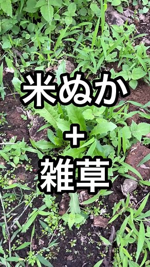 米ぬかと雑草を使ったぼかし肥料の作り方