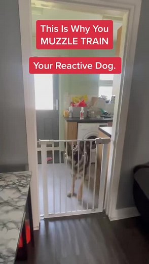 SouthendDogTraining on TikTok